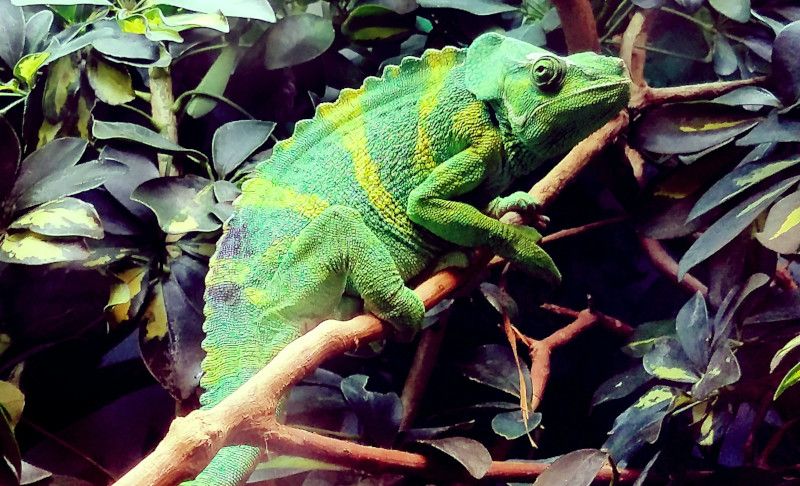 green-lizard-photo-by-d-hilpert-unsplash